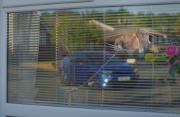 Nosy neigbours spy on Skoda Enyaq, 2025, from TV advert